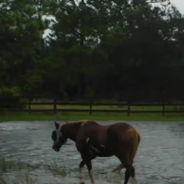 Venus Ranch. Hurricane Milton Flooding - Give Send Go Link in Description