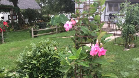 Fully Flowered Back Yard