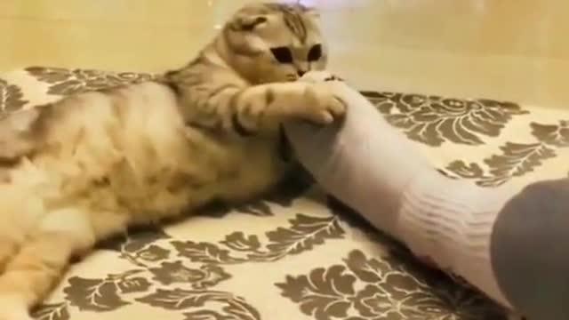funny animal # funny video # cat funny