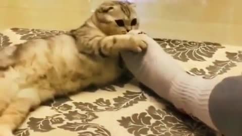 funny animal # funny video # cat funny