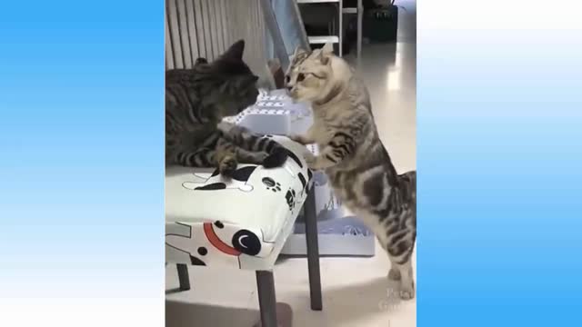 Cat Funny Incredible moments cat fun