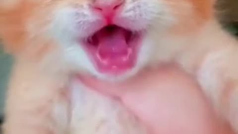 Cat funny video