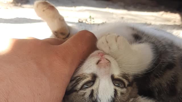 Kitten been left early by Mum