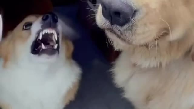 Funny dog video