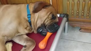 Snoring dog falls asleep with toy still in mouth