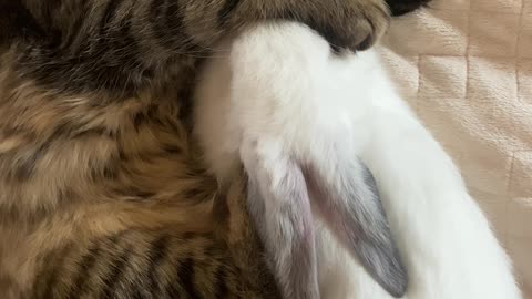 Cat sleeping with mate rabbit
