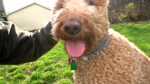 THE BEST WAYTO SAFELY CORRECT YOUR DOG!