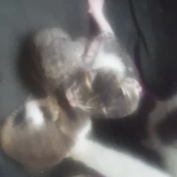 growing family is so cute