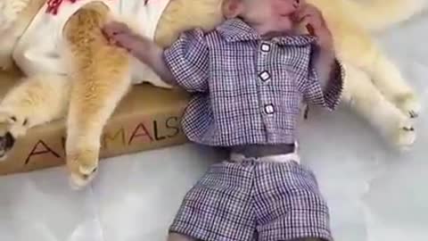 cute cat and monkey video