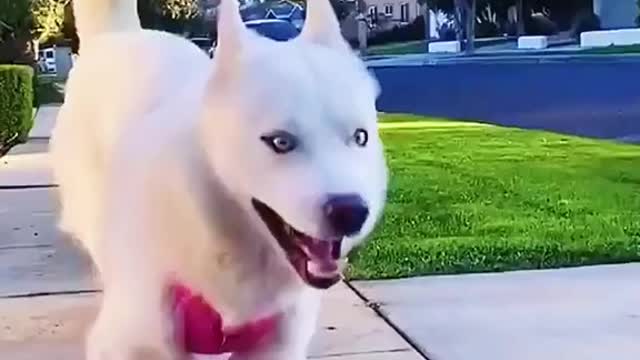 Funny Dog- This Dog Is So Happy!