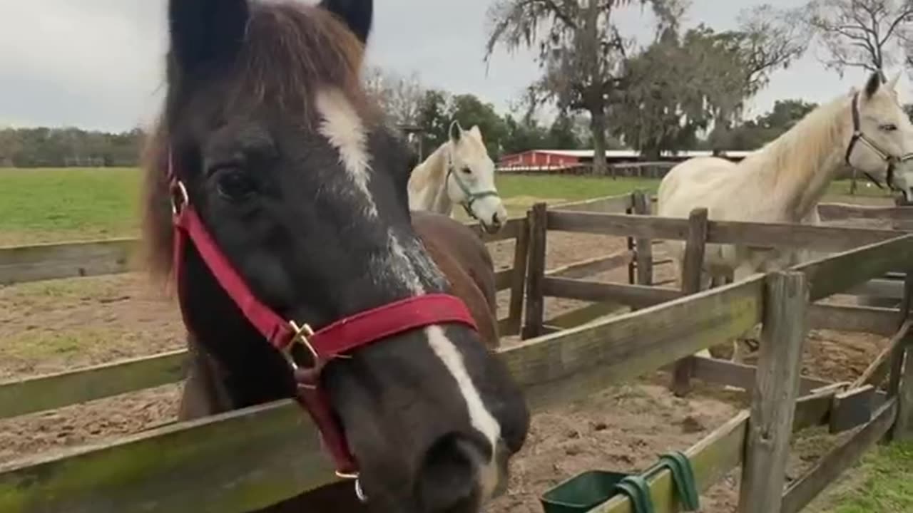 Horse video 3