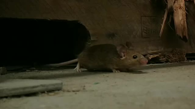 smart mouse