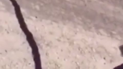 Funny Animal Videos that Make Me Burst Into Tears Laughing 😂 (CUTE)
