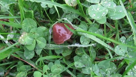 Little brown mushroom: Gone Mushrooming