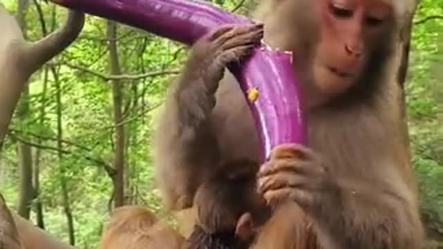 Funny animals Lovely Monkey 3