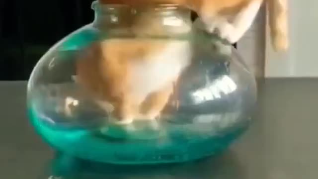 Cat Funny Video Cute Cat Cute Baby Viral Kids