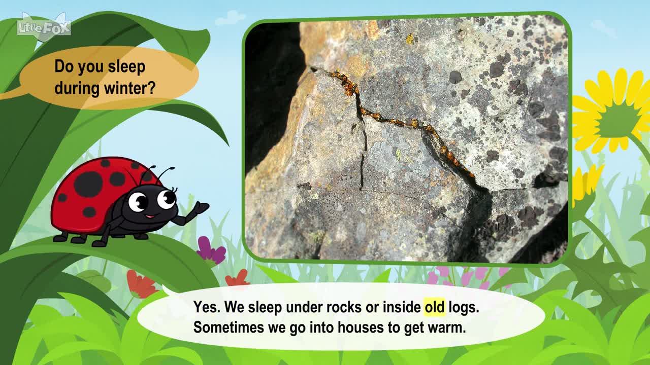 Meet the Animals | Ladybug | Insects | Stories for Kindergarten