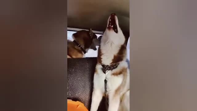 Very funny cat videos 😂😂 _ funny cat videos 2022 _ baby cats _ The Pet