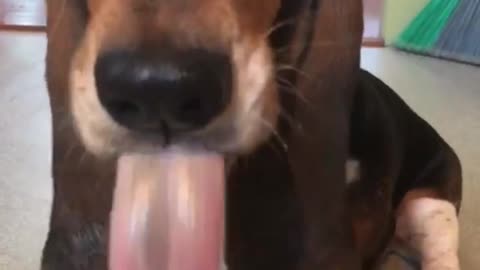 Basset hound keeps sticking tongue out