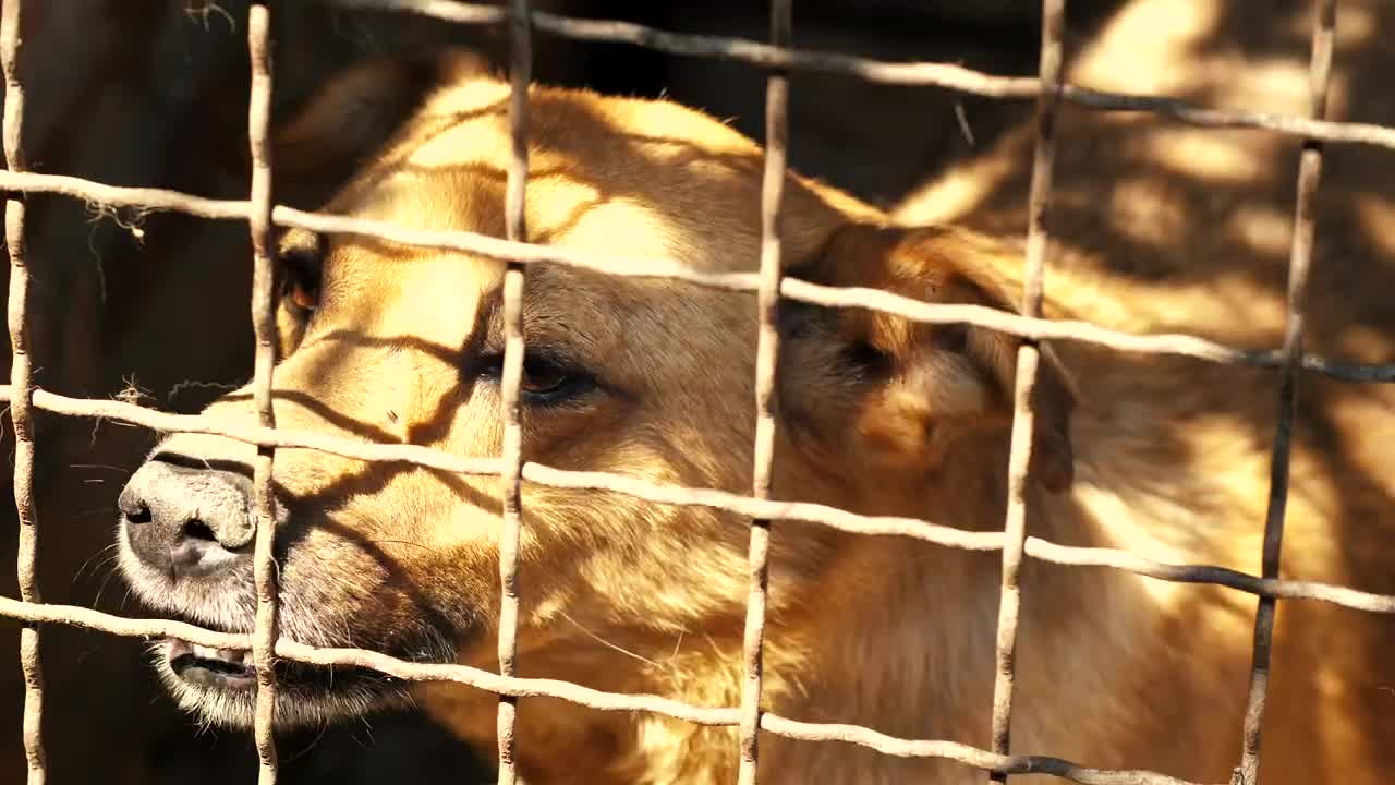 Dog scared in a cage in the kennel