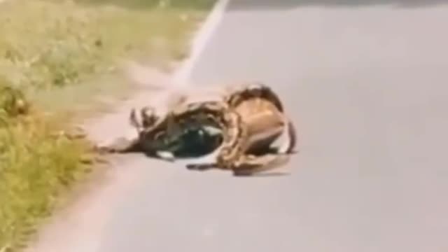 Cute animal behavior makes you happy