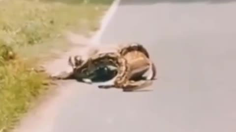 Cute animal behavior makes you happy