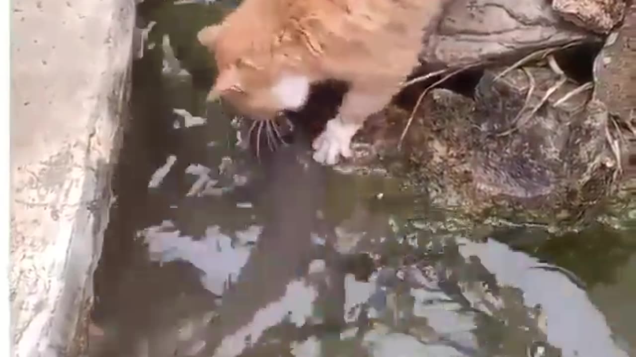 Storm in China|fish out of the sea