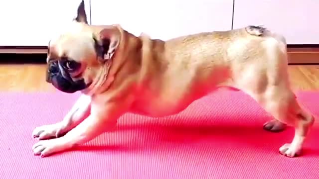 DOG doing exercise 😍