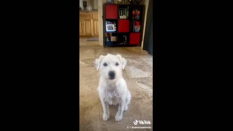 Tiktok funny video on the table animal lovers