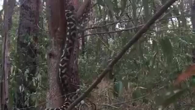 Carpet Python Scaling a Tree