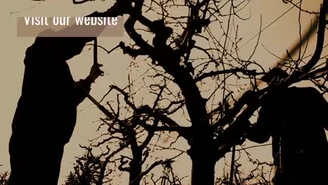 Tree Pruning Union City