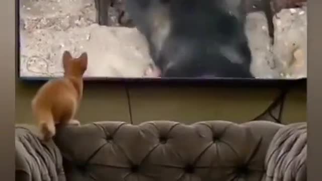 Who is faster the dog or the cat?