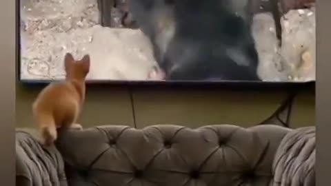 Who is faster the dog or the cat?