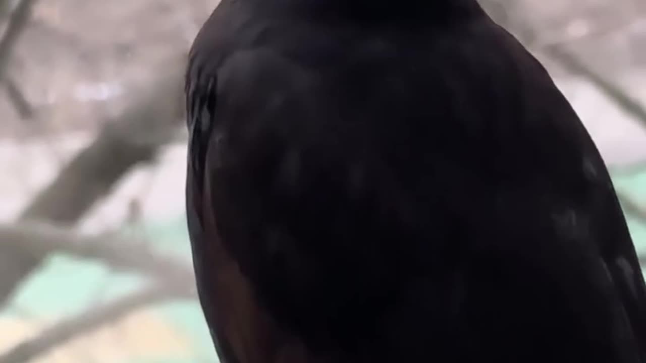 Where the alarm sound originated from?