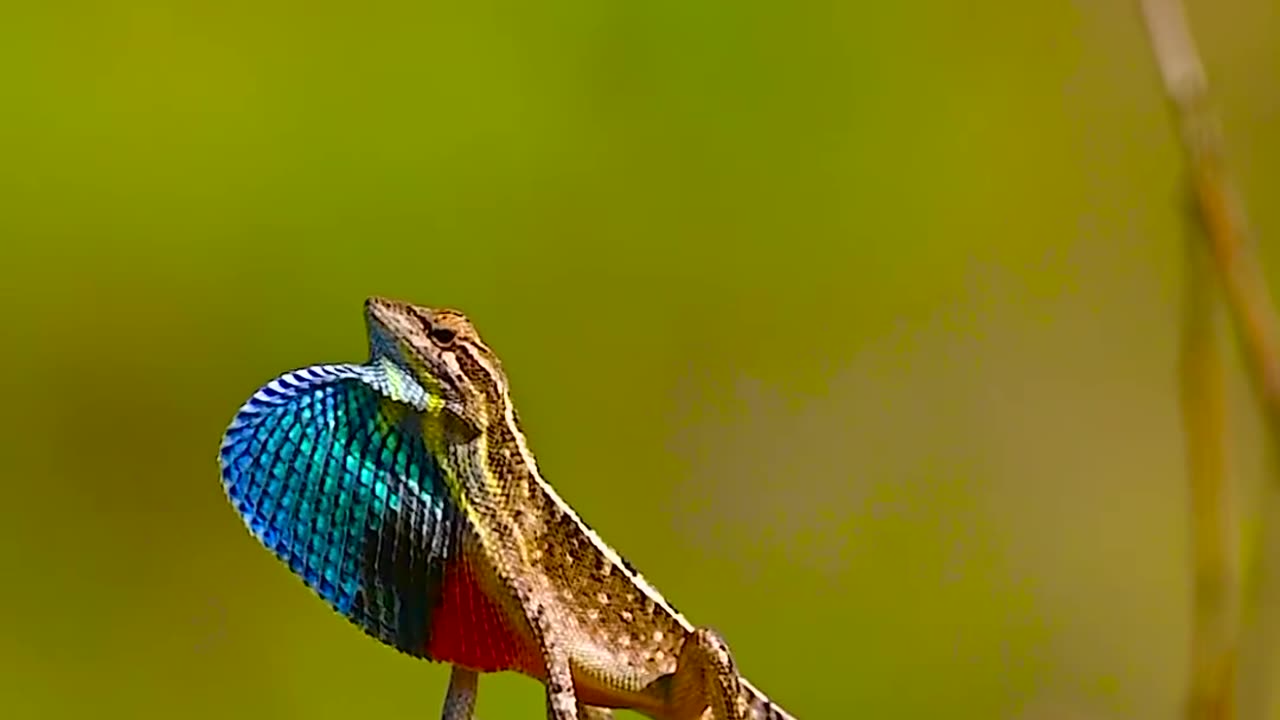 Wildlfie with a natural perspective & Funs