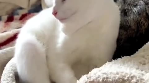 Funny Animal Videos 😂🐶😽 try not to lough🤣🤣🤣