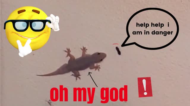 lizard is trying to attack. i have to save (fun caught in camera)