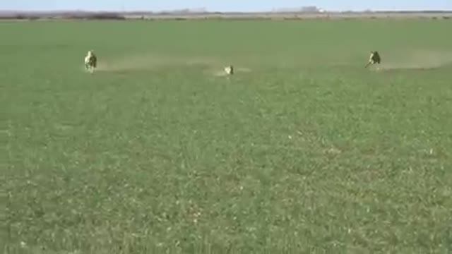 Wow.... Amazing A Great Rabbit
