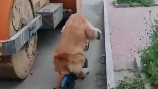 A cute and funny dog drives her own bicycle