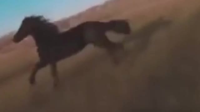 horse vs Drone
