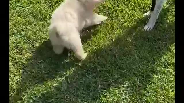 How cute it is
