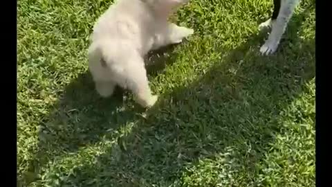 How cute it is