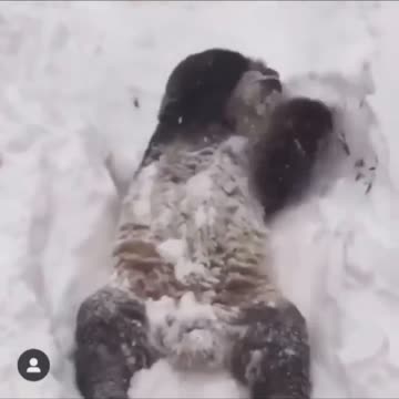 Look it’s a PANDA 🐼 PANDA 🐼 PANDA 🐼