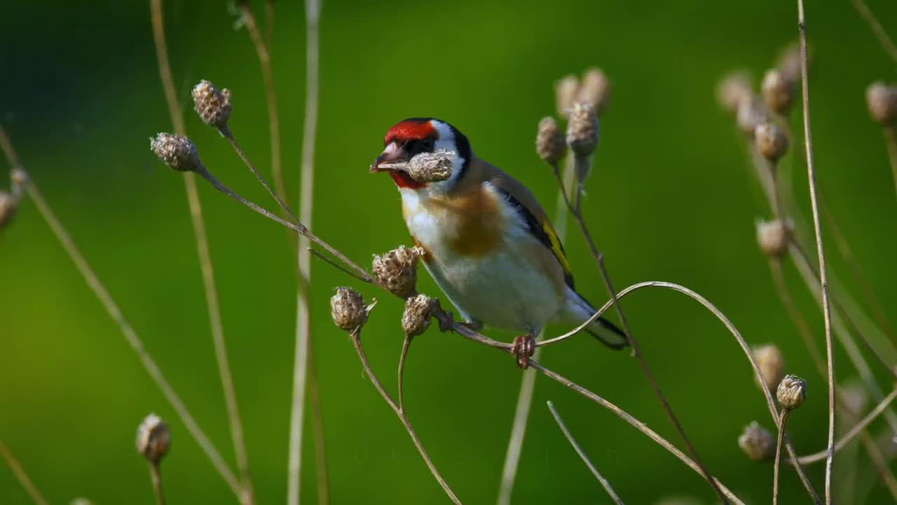 Goldfinch bird