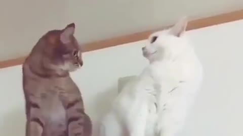 Love at first sight / Best cat video