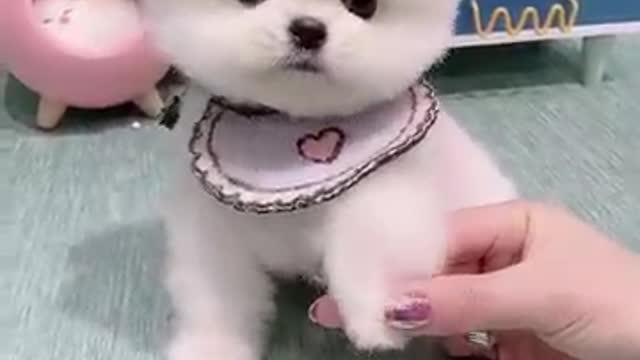 Cute dog video 🐕cute love puppy ❣️