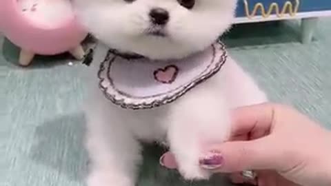 Cute dog video 🐕cute love puppy ❣️