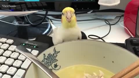 Cockatiel Attempts to Steal Soup From Owner's Bowl