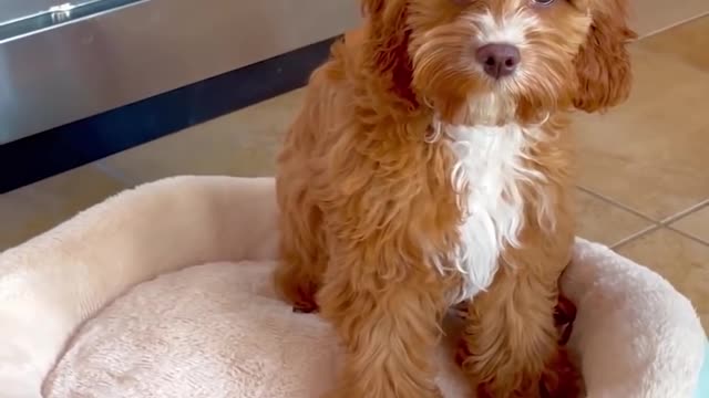 Baby Dogs Cute Funny Videos 2022