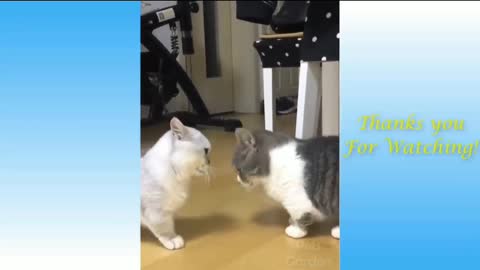 Cat incredibly packs her partner, cute cat fight by YouTube